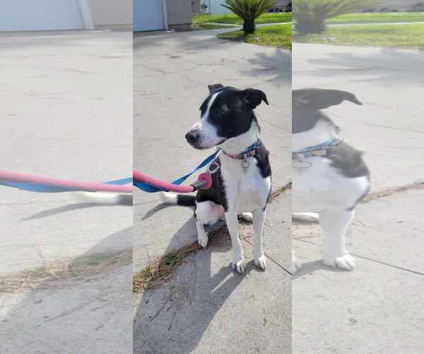 Medium Photo #5 Border Collie-Unknown Mix Puppy For Sale in San Diego, CA, USA