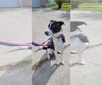 Small #4 Border Collie Mix
