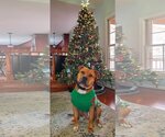 Small Photo #17 American Pit Bull Terrier-Unknown Mix Puppy For Sale in Spotsylvania, VA, USA