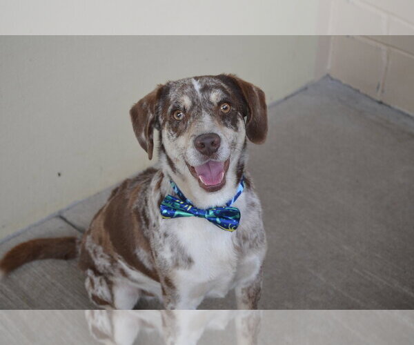 Medium Photo #3 Catahoula Leopard Dog-Unknown Mix Puppy For Sale in McKinney, TX, USA