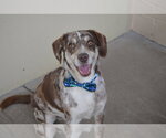 Small #2 Catahoula Leopard Dog Mix