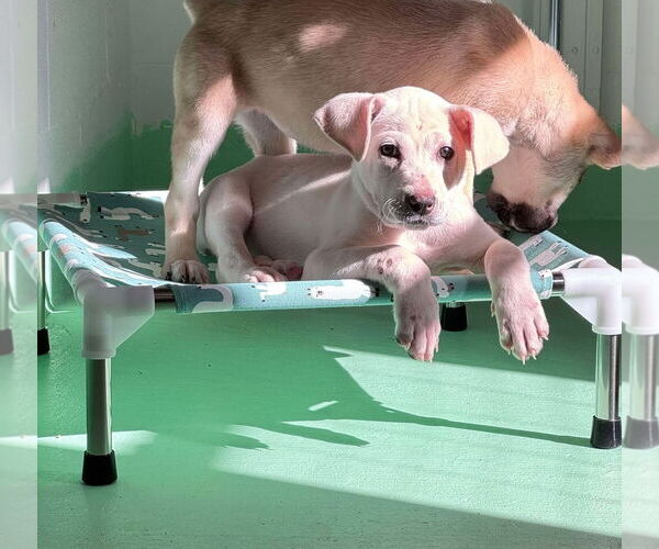 Medium Photo #5 Anatolian Shepherd-Labrador Retriever Mix Puppy For Sale in Higley, AZ, USA
