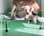 Small #4 Anatolian Shepherd-Labrador Retriever Mix