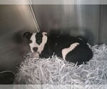 Small #12 American Pit Bull Terrier Mix