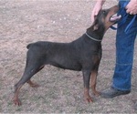Small Photo #1 Doberman Pinscher Puppy For Sale in TEMECULA, CA, USA