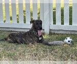 Small Photo #5 Plott Hound Puppy For Sale in Rosenberg, TX, USA