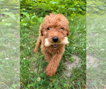 Small #2 Goldendoodle mix (+ Poodle Miniature)