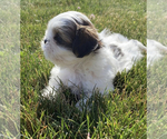 Small Photo #4 Shih Tzu Puppy For Sale in DOWAGIAC, MI, USA
