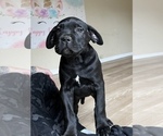 Small Photo #2 Cane Corso Puppy For Sale in VACAVILLE, CA, USA