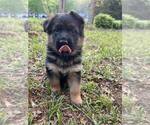 Small Photo #4 German Shepherd Dog Puppy For Sale in COLUMBIA, SC, USA