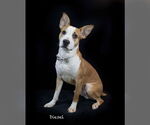 Small #1 Basenji Mix