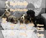 Image preview for Ad Listing. Nickname: Litter of 3