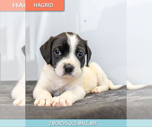 Medium Photo #1 Colonial Cocker Spaniel-Labrador Retriever Mix Puppy For Sale in Studio City, CA, USA