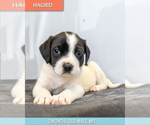 Colonial Cocker Spaniel-Labrador Retriever Mix Dogs for adoption in Studio City, CA, USA