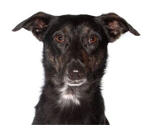 Border Collie-Italian Greyhound Mix Dogs for adoption in Oakland Park, FL, USA