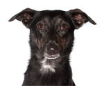 Small Border Collie-Italian Greyhound Mix