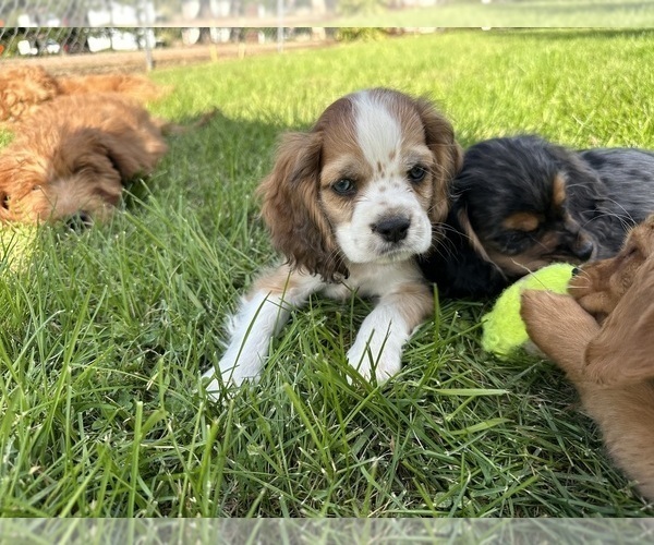 Medium Photo #7 Cocker Spaniel Puppy For Sale in ATHENS, WI, USA