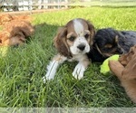 Small #6 Cocker Spaniel
