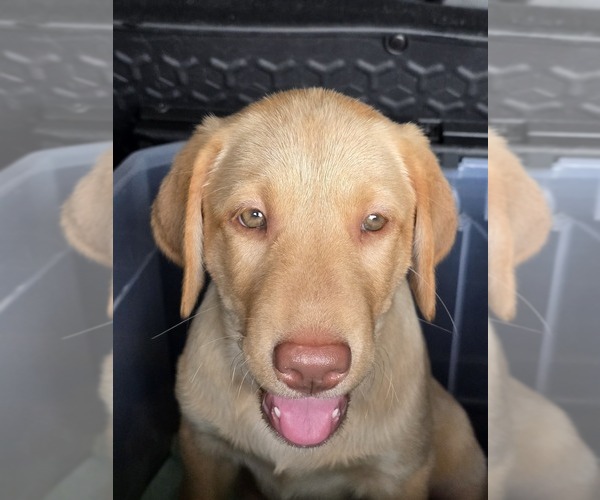 Medium Photo #18 Labrador Retriever Puppy For Sale in SHELBYVILLE, IN, USA