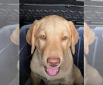 Small #16 Labrador Retriever