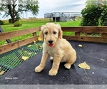 Small #1 Goldendoodle