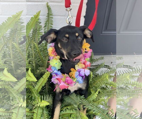 Medium Photo #13 Rat Terrier-Unknown Mix Puppy For Sale in Mount Laurel, NJ, USA