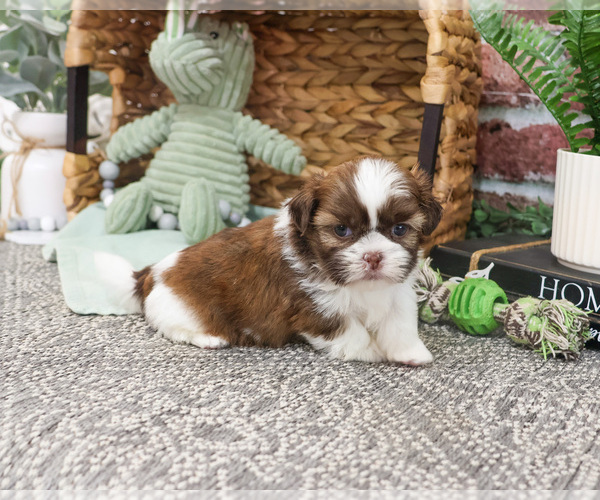 Medium Photo #20 Shih Tzu Puppy For Sale in SYRACUSE, IN, USA