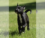 Small #9 Shepradors