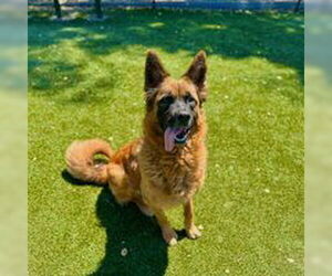 Australian Shepherd Dogs for adoption in Salinas, CA, USA