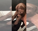 Small Photo #5 Labrador Retriever Puppy For Sale in GIG HARBOR, WA, USA