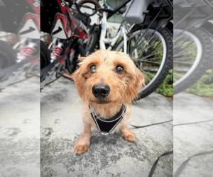 Sammy (being fostered in Miami, FL) - Male Dachshund Dog for Adoption - Photo #3