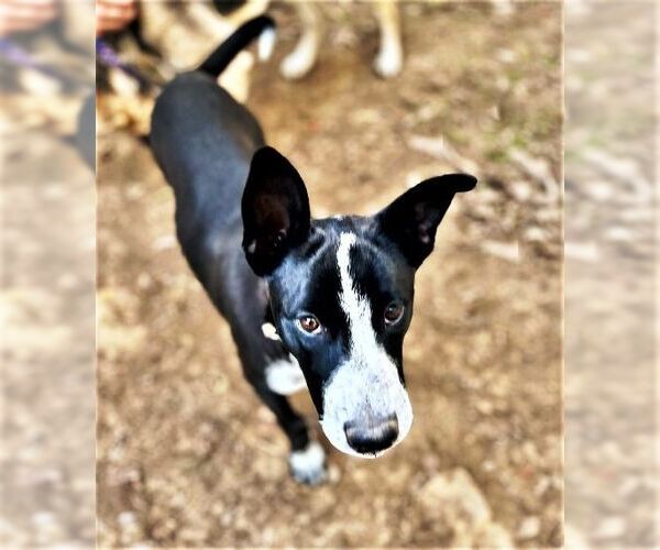 Medium Photo #3 German Shepherd Dog-Unknown Mix Puppy For Sale in Godley, TX, USA