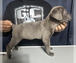 Small #3 Cane Corso