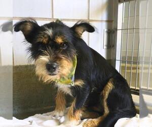 Mutt Dogs for adoption in San Antonio, TX, USA
