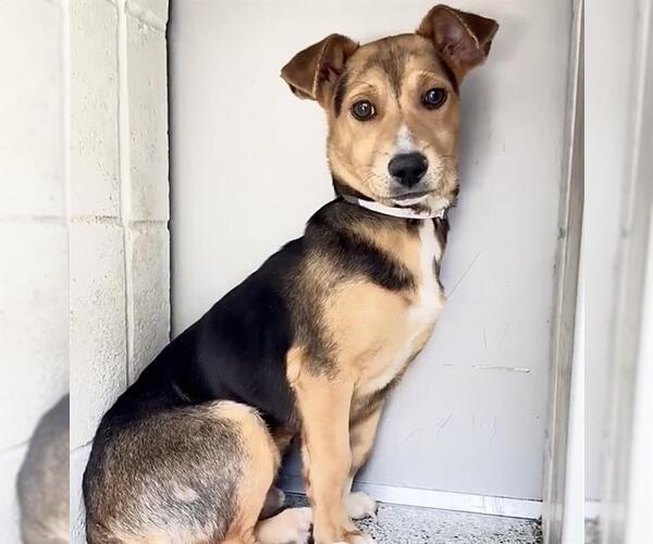 Medium Photo #2 Labrador Retriever-Unknown Mix Puppy For Sale in Houston, TX, USA