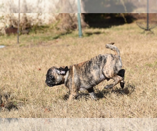 Medium Photo #3 Pug Puppy For Sale in PALM COAST, FL, USA