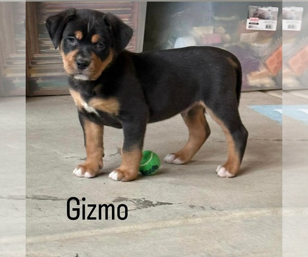 Medium Photo #1 Labrador Retriever-Unknown Mix Puppy For Sale in San Bernardino , CA, USA