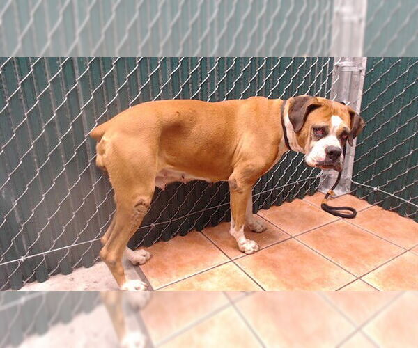 Medium Photo #1 Boxer Puppy For Sale in Downey, CA, USA