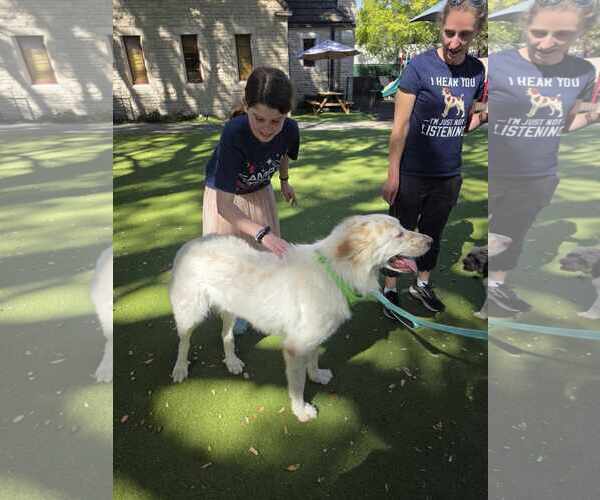Medium Photo #7 Great Pyrenees-Unknown Mix Puppy For Sale in Houston, TX, USA