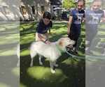 Small #6 Great Pyrenees Mix