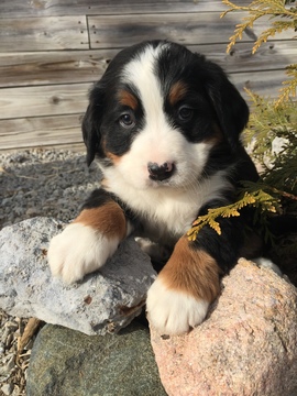 Medium Photo #1 Bernese Mountain Dog Puppy For Sale in LEO, IN, USA