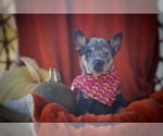 Small Photo #2 Australian Cattle Dog Puppy For Sale in PILOT, VA, USA