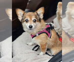 Small #1 Pembroke Welsh Corgi-Pomeranian Mix