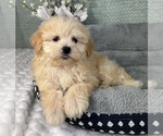 Small #3 Maltipoo