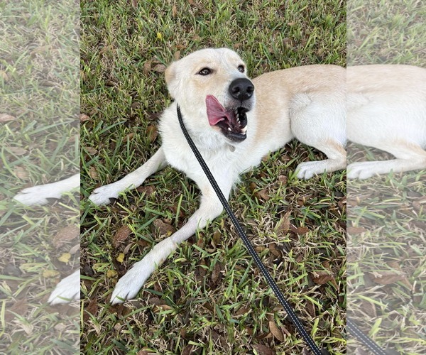 Medium Photo #11 Collie-Labrador Retriever Mix Puppy For Sale in Fort Worth, TX, USA