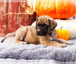 Puppy Boris Mastiff