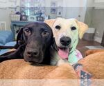 Small #3 Labrador Retriever