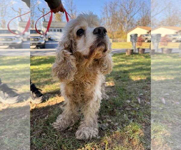 Medium Photo #6 Cocker Spaniel Puppy For Sale in Stephens City, VA, USA