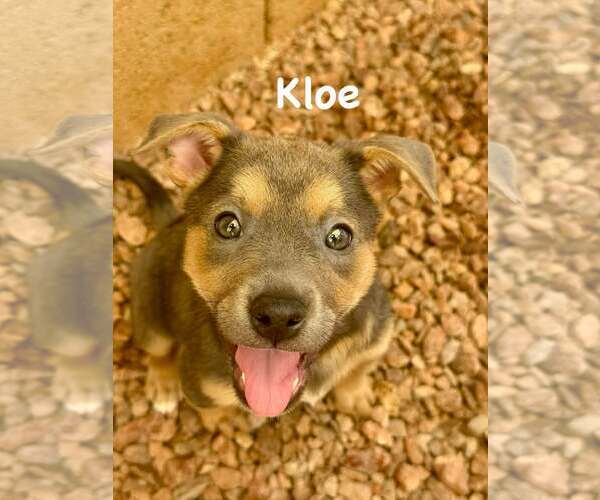 Medium Photo #2 Jack Russell Terrier-Staffordshire Bull Terrier Mix Puppy For Sale in Cave Creek, AZ, USA