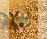 Small #1 Jack Russell Terrier-Staffordshire Bull Terrier Mix